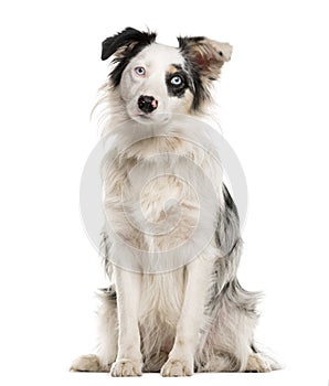 Border Collie sitting with heterochromia photo