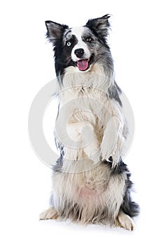 Border collie sitting on hind legs