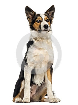 Border collie sitting, isolated