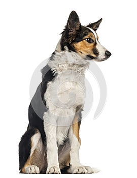 Border collie sitting, isolated