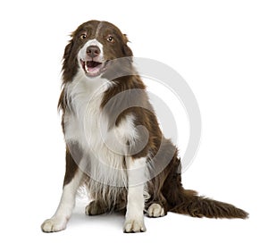 Border Collie, sitting with mouth open