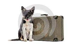 Border collie sitting next to an old suitcase