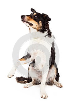 Border Collie Sitting And Offering Paw