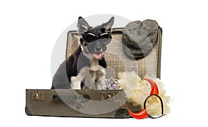 Border collie sitting in an old vintage suitcase full of accessories