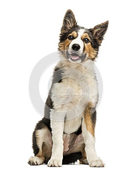 Border collie sitting and panting, isolated