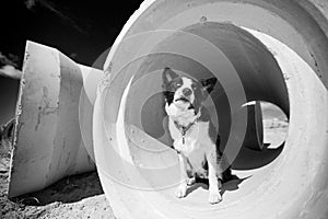 Border Collie sitting in a pipe