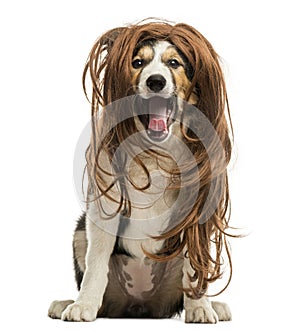 Border Collie sitting with a red hair wig, isolated
