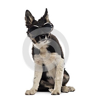 Border collie sitting and wearing sunglasses