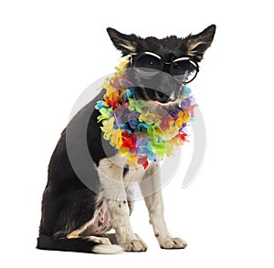 Border collie sitting and wearing sunglasses and a hawaiian lei