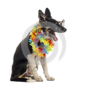 Border collie sitting and wearing sunglasses and a hawaiian lei