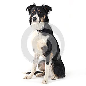 Border collie sitting in white studio floor