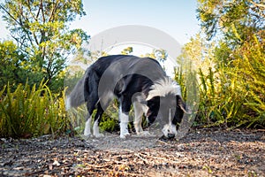 Border collie sniffing and chewing stick