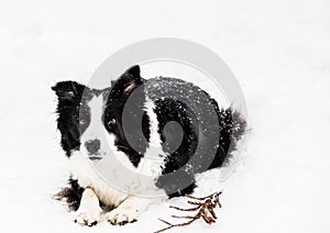 Border Collie in Snow in Japan