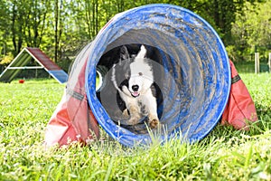 Border Collie in the Sport of Agility