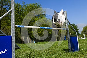 Border Collie in the Sport of Agility