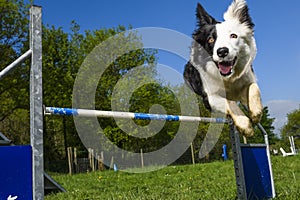 Border Collie in the Sport of Agility