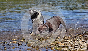 Border Collie and Staffordshire Bull Terrier on the Vltava River Shore