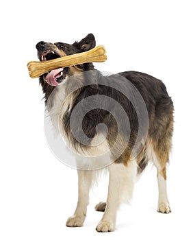 Border Collie standing and chewing bone