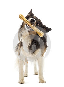 Border Collie standing and chewing bone against white background