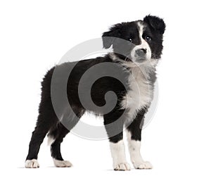 Border Collie standing in front of a white backgr photo