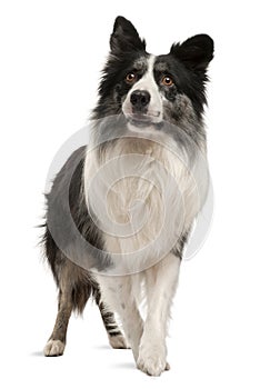 Border Collie standing in front of white background