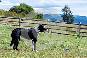 Border collie standing in hilltop yard keeping watch, wood fence, pasture, and cloudy sky and mountains in background