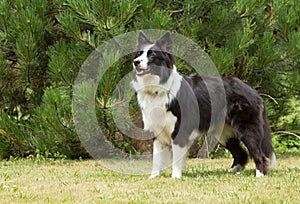 Border collie standing on the lawn.