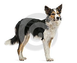 Border collie standing, looking away,