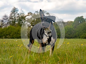 A Border Collie standing proud in a field