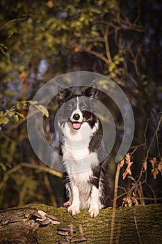 Border collie is standing on the trunk.