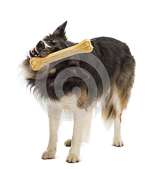 Border Collie standing and trying to catch bone against white background