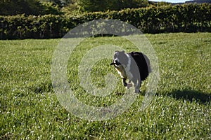Border Collie With a Stick Running in a Grass Field