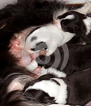 Border collie sucklings
