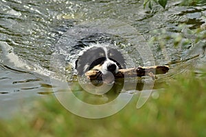 Border collie is swimming in the water.