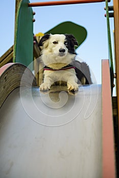 Border Collie on a Swings
