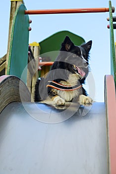 Border Collie on a Swings