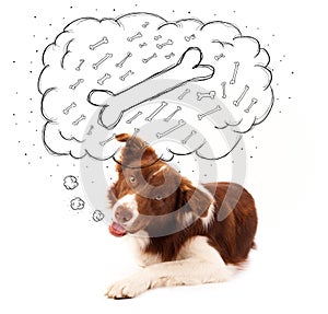 Border collie with thought bubble thinking about a bone