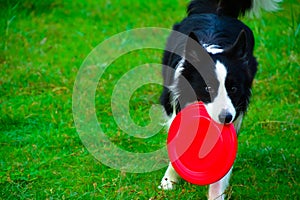 Border collie to catch a Frisbee