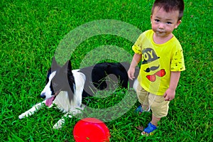 Border collie to catch a Frisbee