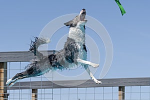 Border collie about to catch a toy after jumping off a dock