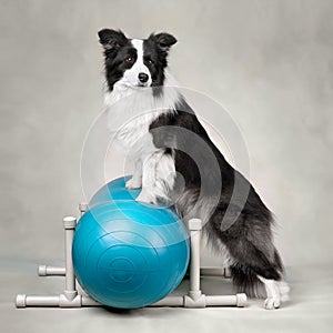 Border collie trainig on a sports ball peanut