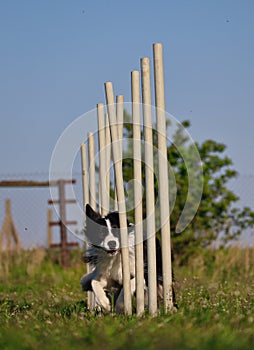 Border Collie Training Agility in the Park