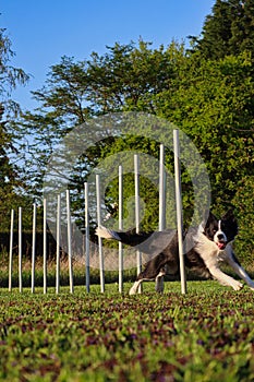 Border Collie Training Agility with Weave Poles