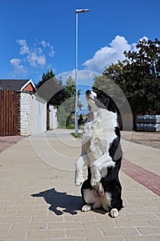 Border Collie Trains Obedience on the Sidewalk