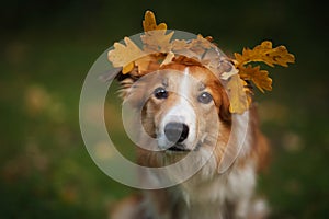 Border Collie under yellow leaves in autumn