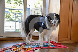 Border collie is wainting at home. photo