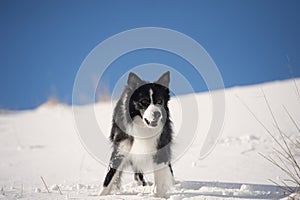 Border Collie waiting for a command in snow photo
