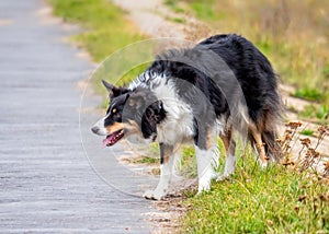 Border Collie - Canis lupus familiaris, waiting to play. photo