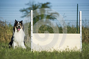 Border collie waits for the command