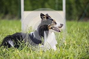 Border collie waits for the command